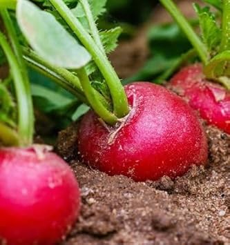 Radish Mix Raphanus sativus seeds for garden planting